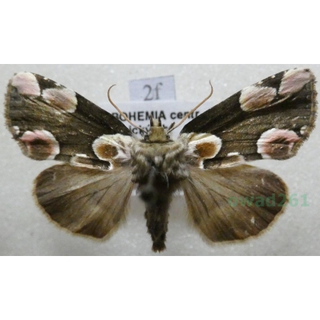 Thyatira batis (Linnaeus, 1758) Plamówka malinówka Czech2f